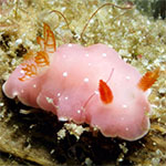 Verconia sp. C